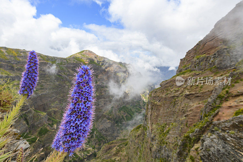 骄傲的马德拉花与云在马德拉岛的山在Pico do ariiro